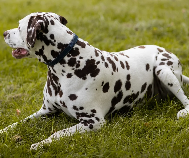 Dog Collar Clean Blue Meadow
