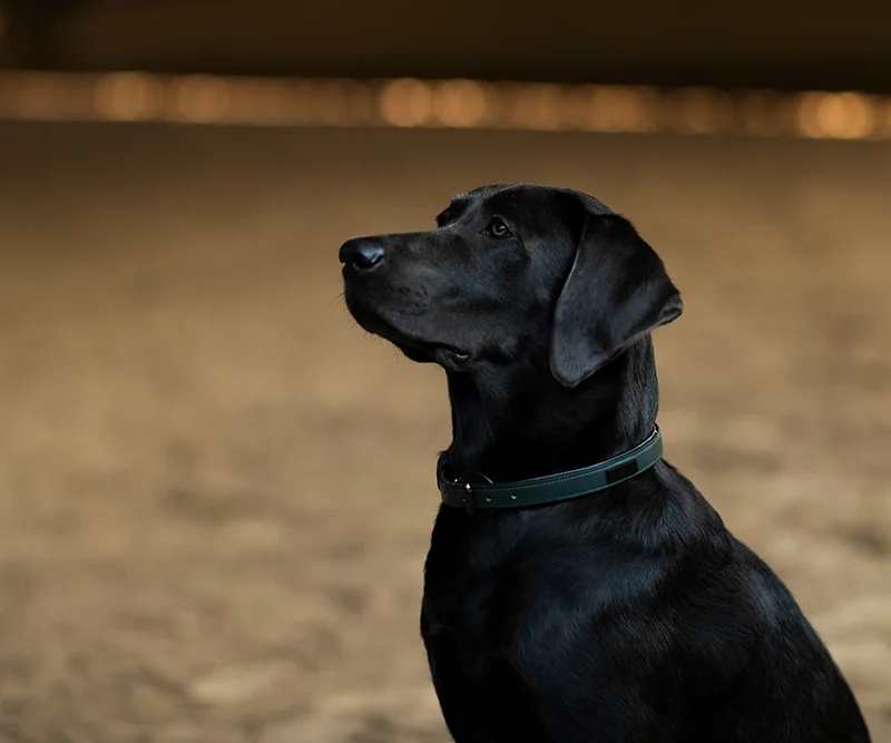 Dog Collar Clean Sycamore Green