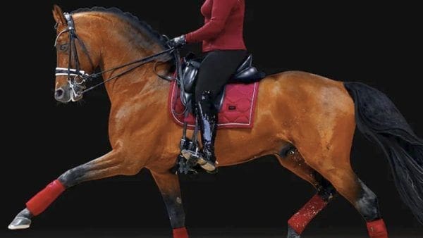 Dressage Saddle Pad Bordeaux