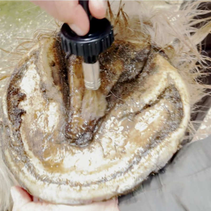 Loción Para Cascos 250 Ml